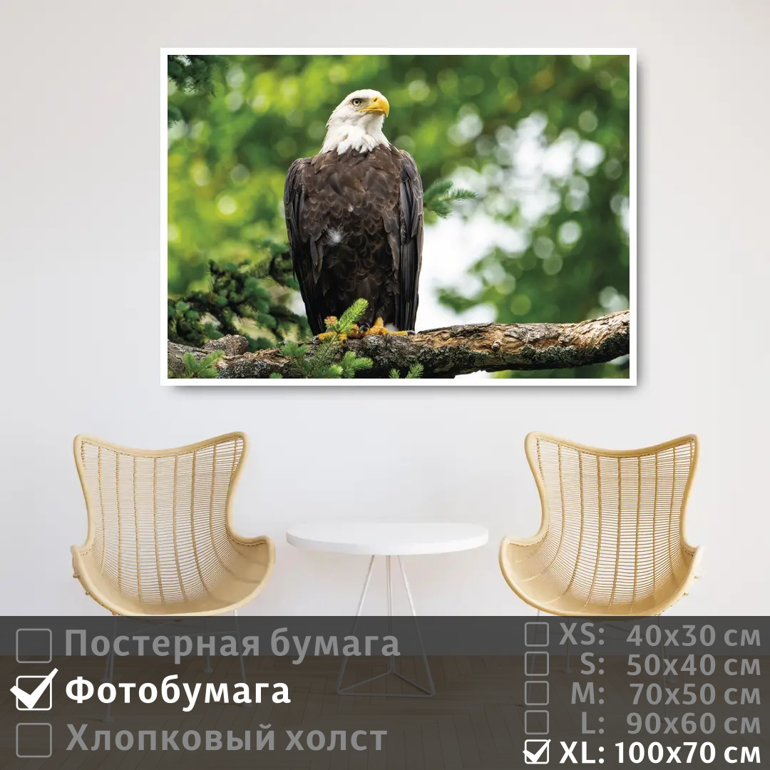 

Постер на фотобумаге ПолиЦентр Орел сидит на ветке 100х70 см, ОрелСидитНаВетке1