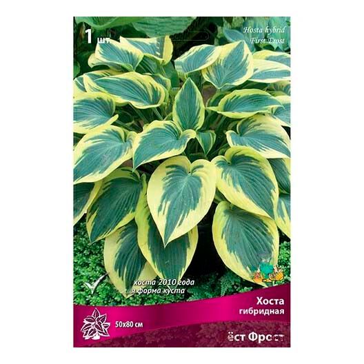 

Саженцы хоста Фест Фрост Поиск 1 шт.