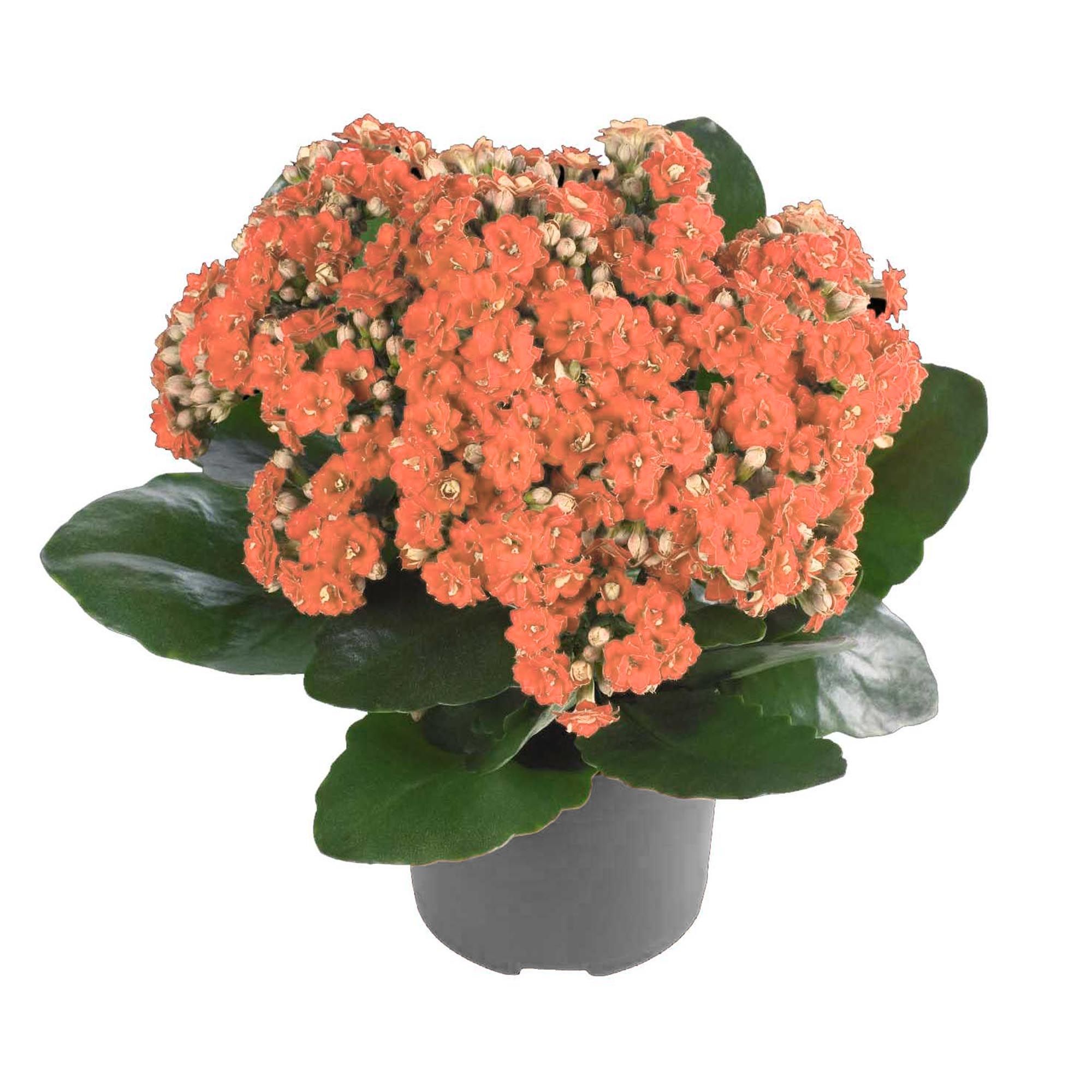 

Каланхое kalanch.double mix h22 см d11 см