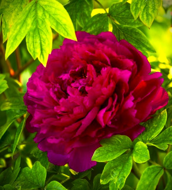 

Саженцы пион Все сорта Red Flower Hidden Among Twigs C2 1 шт.