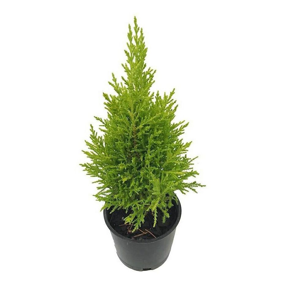 Кипарис Cupressus Gold Wilma 75 x 21 см