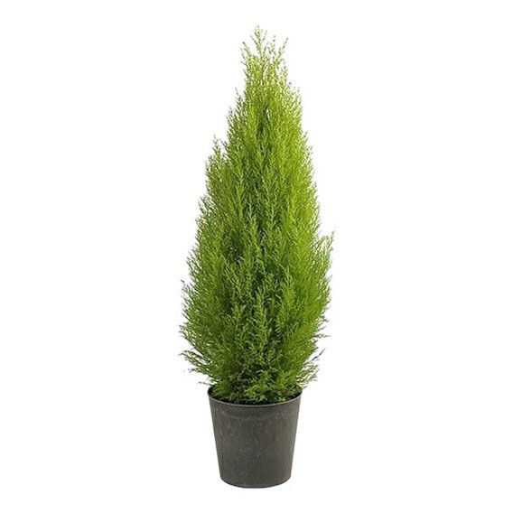 Кипарис Cupressus Gold Wilma 65 x 14 см