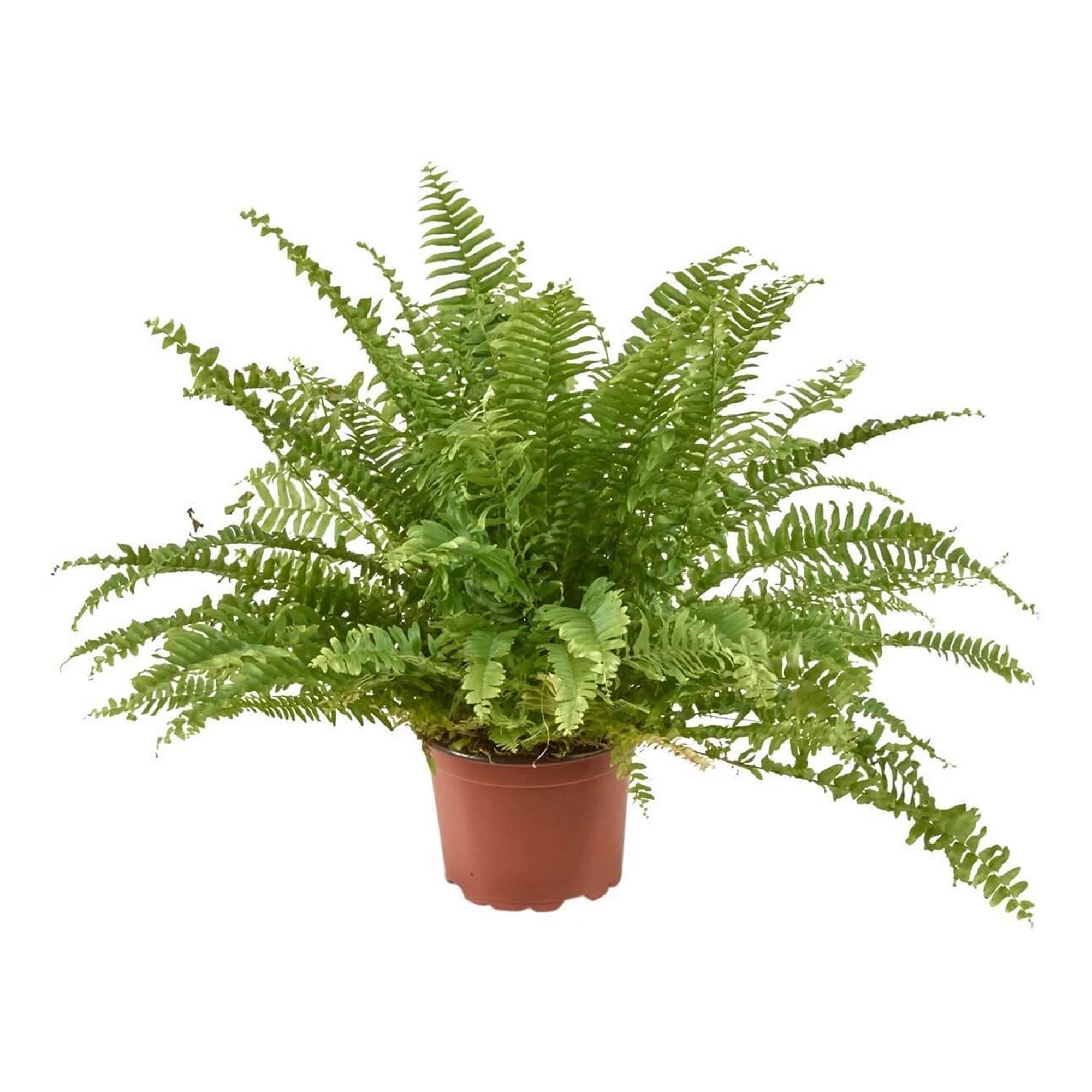 

Нефролепис Orangery Nephr green mom h25 см d12 см