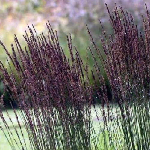 

Саженцы молиния Все сорта Black Arrows C1 1 шт.