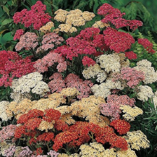 

Саженцы тысячелистник Все сорта Summer Pastels C1 1 шт.