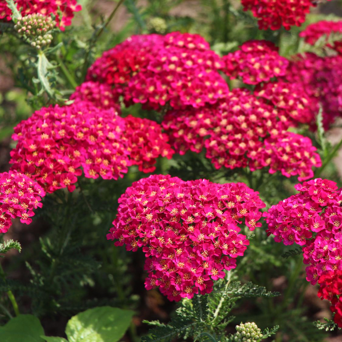 

Саженцы тысячелистник Все сорта Pomegranate C1 1 шт.