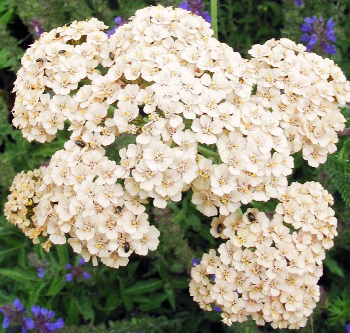 

Саженцы тысячелистник Все сорта Lilac Beauty C1 1 шт.