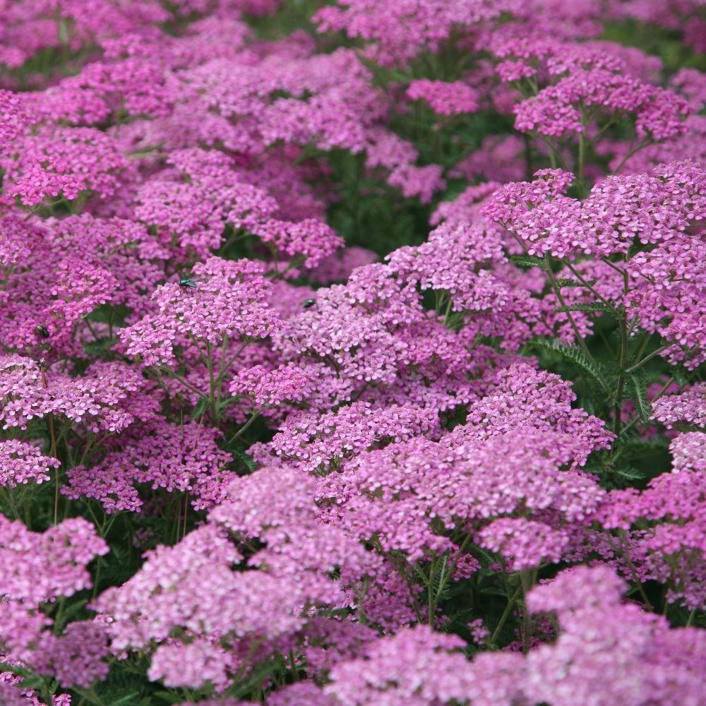 

Саженцы тысячелистник Все сорта Lilac Beauty C1 1 шт.