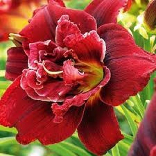 

Саженцы лилейник Все сорта Merlot Rouge C1 1 шт.