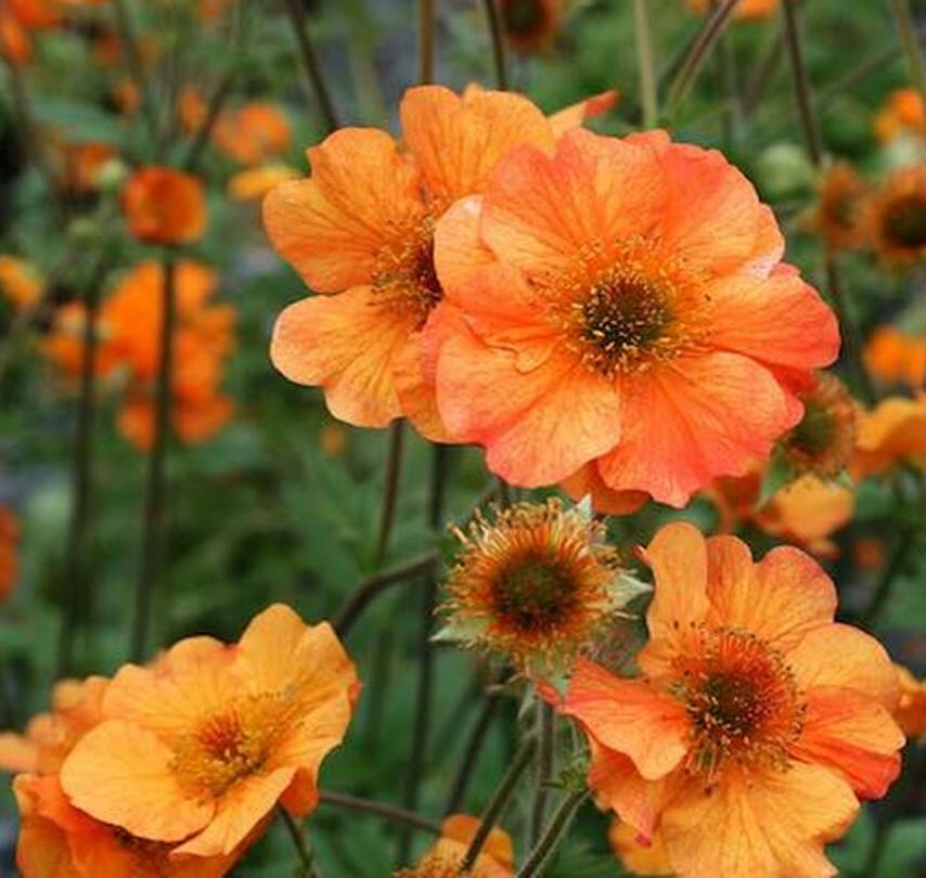 

Саженцы гравилат Все сорта Totally Tangerine C1 1 шт.