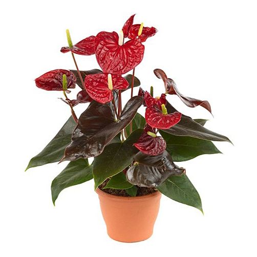 

Антуриум Orangery anthurium andreanum coral champion d 12 см h 50 см