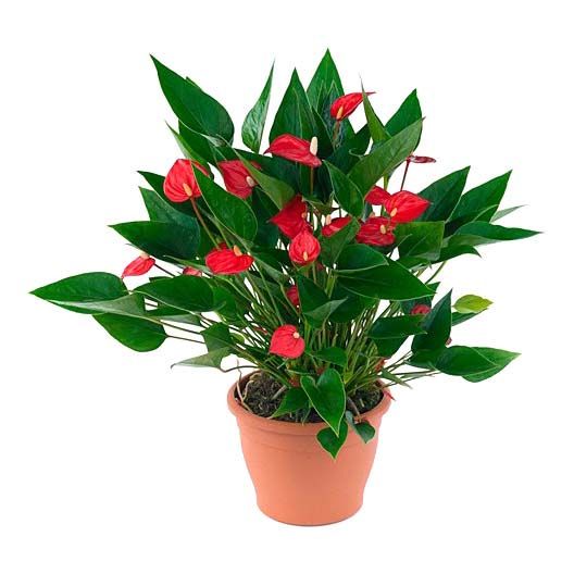 

Антуриум Orangery anthurium Million flowers red d 12 см h 40 см