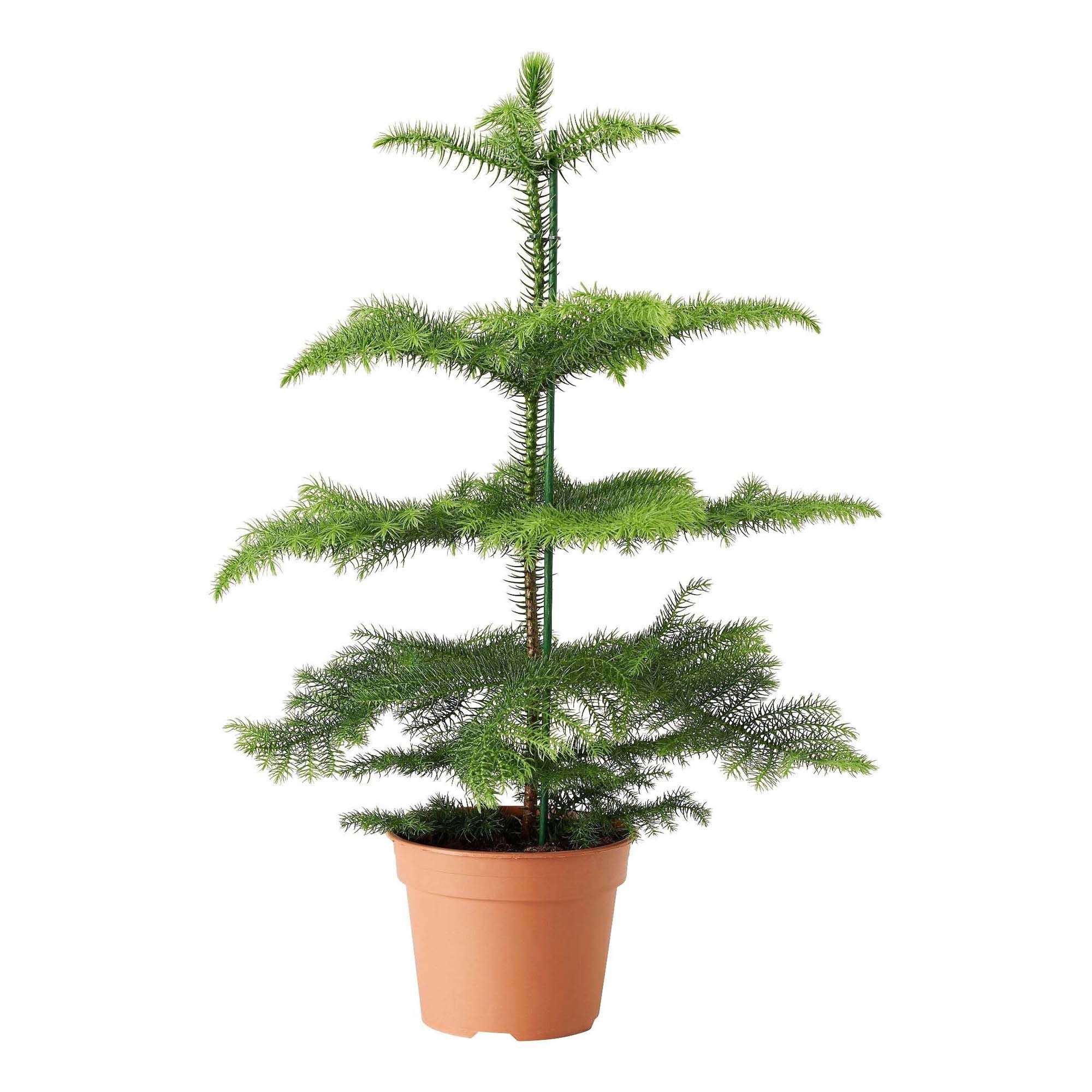 

Араукария Orangery araucaria heterophyla d 17 см h 65 см