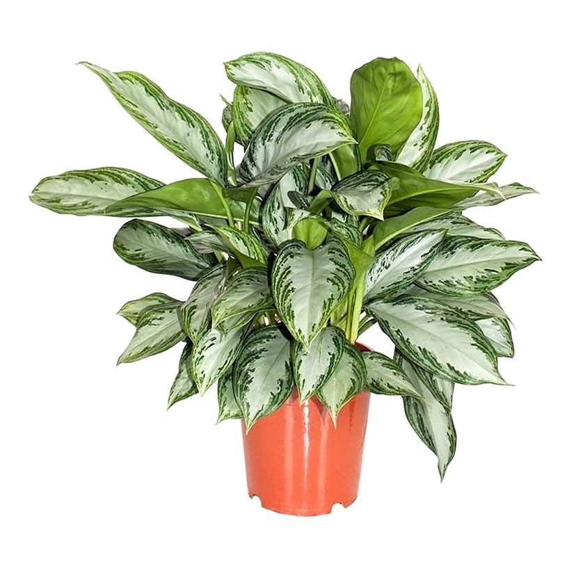 

Аглаонема Orangery aglaonema silver bay d 17 см h 60 см