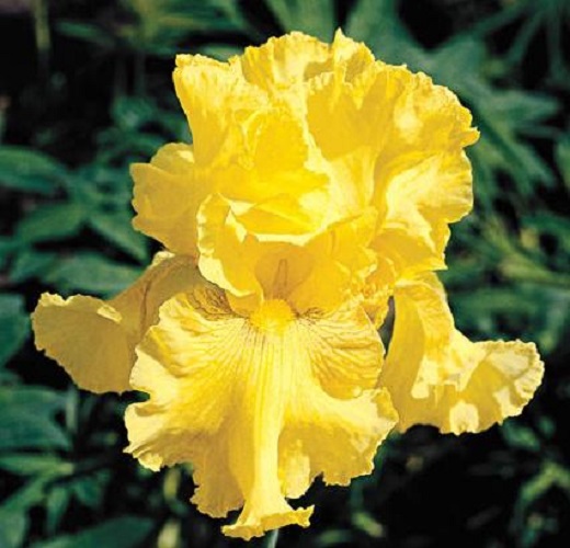 

Саженцы ирис Все сорта Golden Apple C1 1 шт.