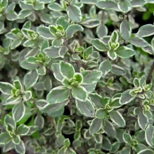 

Саженцы тимьян Все сорта Silver Queen C1 1 шт.