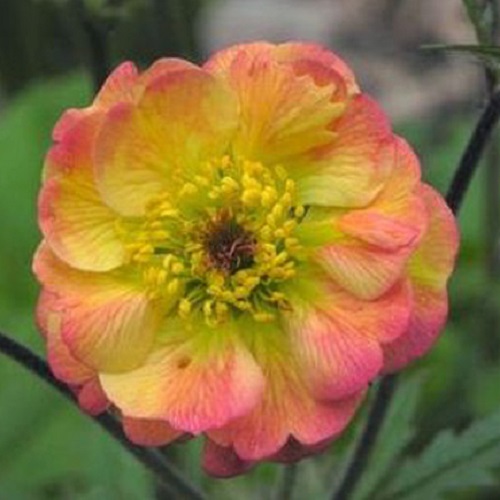 

Саженцы гравилат Все сорта Tequila Sunrise C2 1 шт.