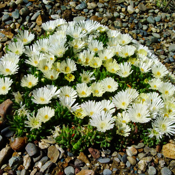 

Саженцы делосперма Все сорта Alba С5 1 шт.