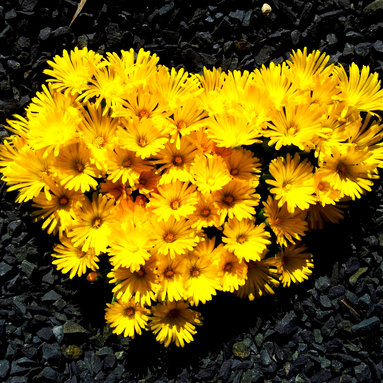 

Саженцы делосперма Все сорта Golden Nugget С7 1 шт.