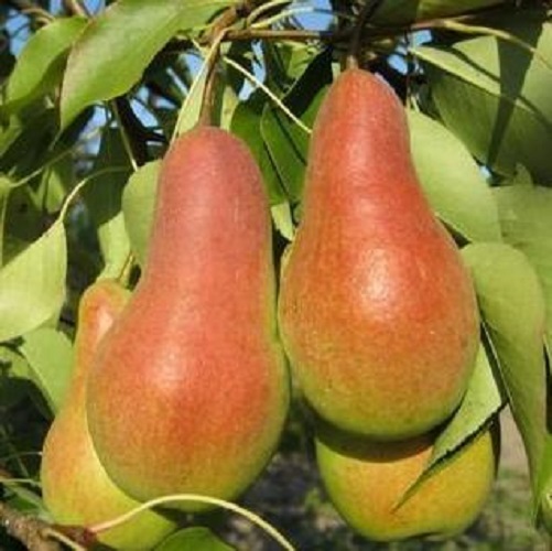 

Саженцы груша Чудесница Все сорта 1 шт.