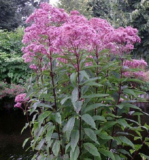 

Саженцы посконник Все сорта Atropurpureum C2 1 шт.