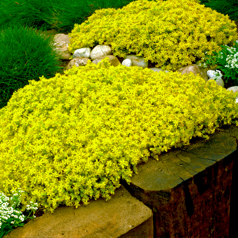 

Саженцы очиток Все сорта Yellow Queen C1 1 шт.