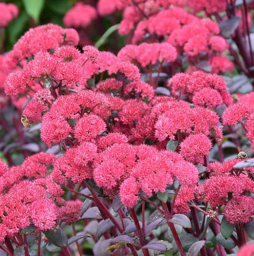 

Саженцы очиток Все сорта Sunsparkle Red Cauli C1 1 шт.