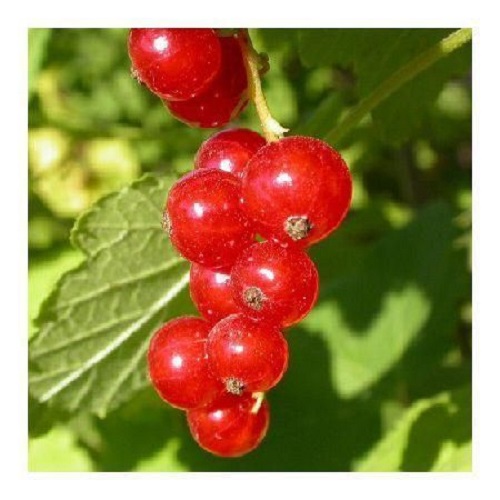 

Саженцы смородина красная Задунайская C2 Все сорта 1 шт.