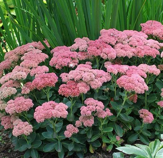 

Саженцы очиток Все сорта Autumn Joy C1 1 шт.