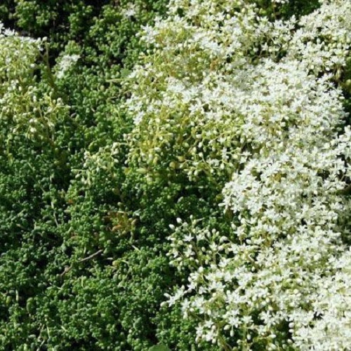

Саженцы очиток Все сорта Chloroticum C1 1 шт.