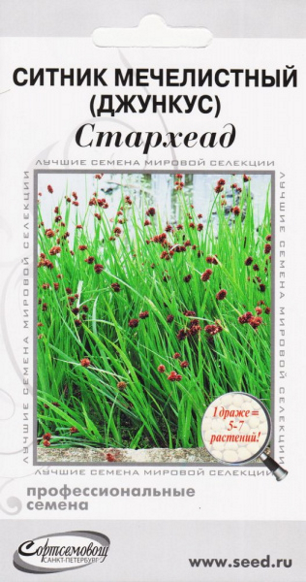 

Ситник мечелистный (Джункус) Стархеад, 3 шт. Профессиональные семена