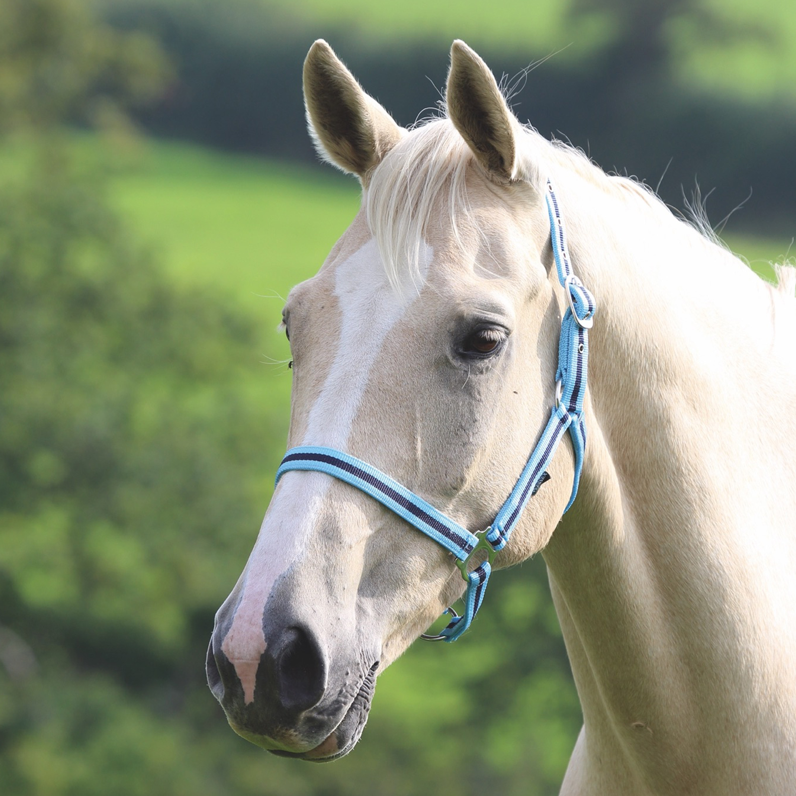 Недоуздок для лошади Shires Wessex, PONY, голубой