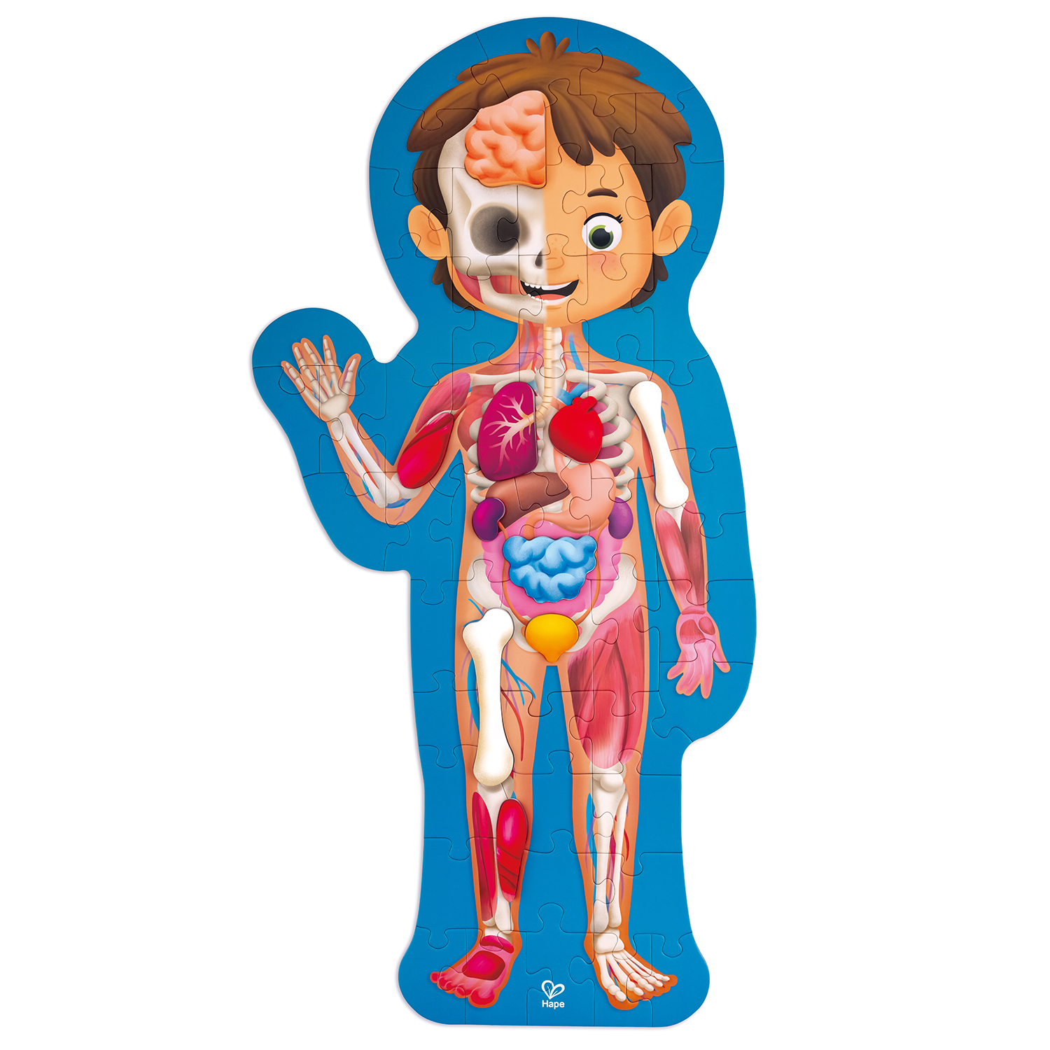 фото Детский пазл-игрушка hape как устроено тело человека, 60 элементов в кейсе e1635_hp