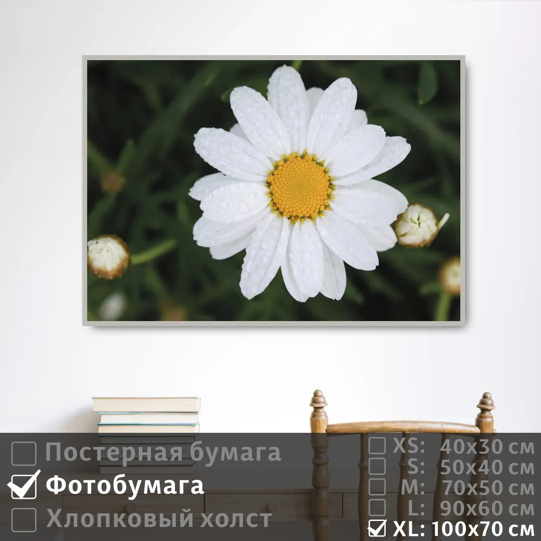 

Постер на фотобумаге ПолиЦентр Ромашка с каплями росы 100х70 см, РомашкаСКаплямиРосы1