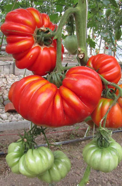 

Семена томат Минусинский лев Селекционер Мязина Л.А. 16522 1 уп.