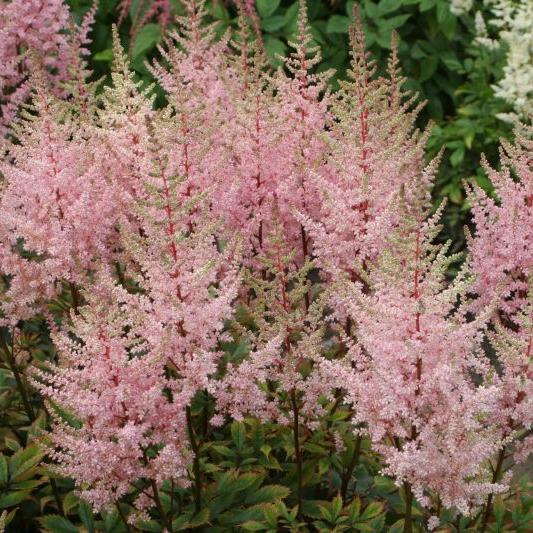 

Саженцы астильба Все сорта Erika C1 1 шт.