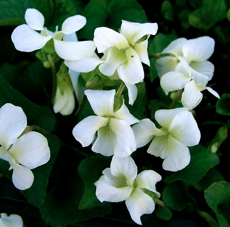 

Саженцы виола Все сорта Albiflora C1 1 шт.