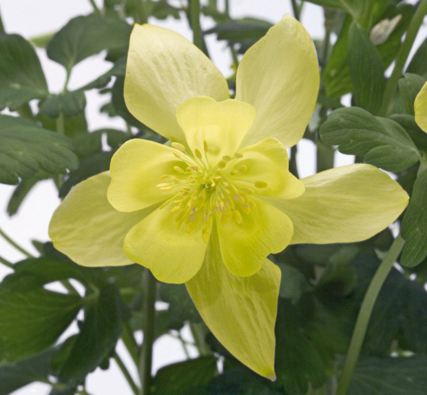 

Саженцы аквилегия Все сорта Spring Magic Yellow C1 1 шт.