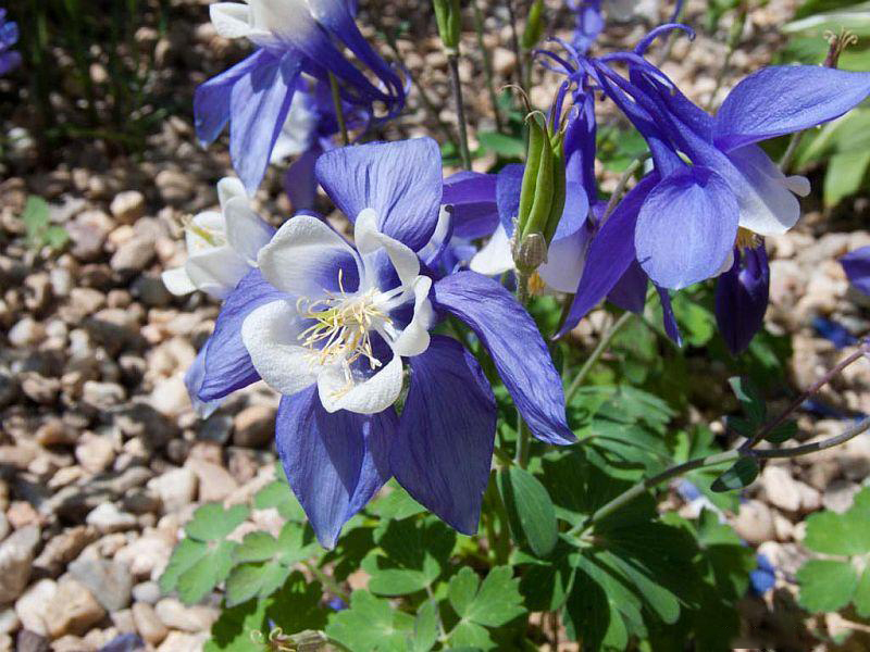 

Саженцы аквилегия Все сорта Spring Magic Blue And White C1 1 шт.