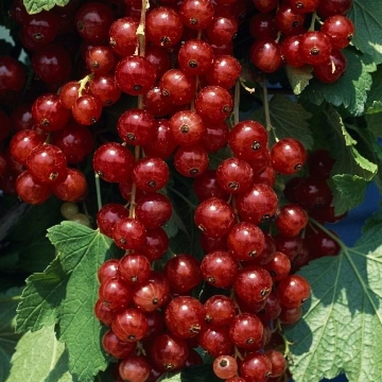 

Саженцы смородина красная Ролан C2 Все сорта 1 шт.