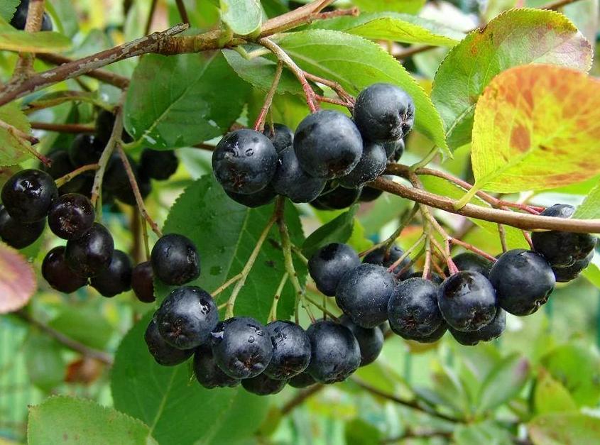 

Саженцы арония Nero C2 Все сорта 1 шт.