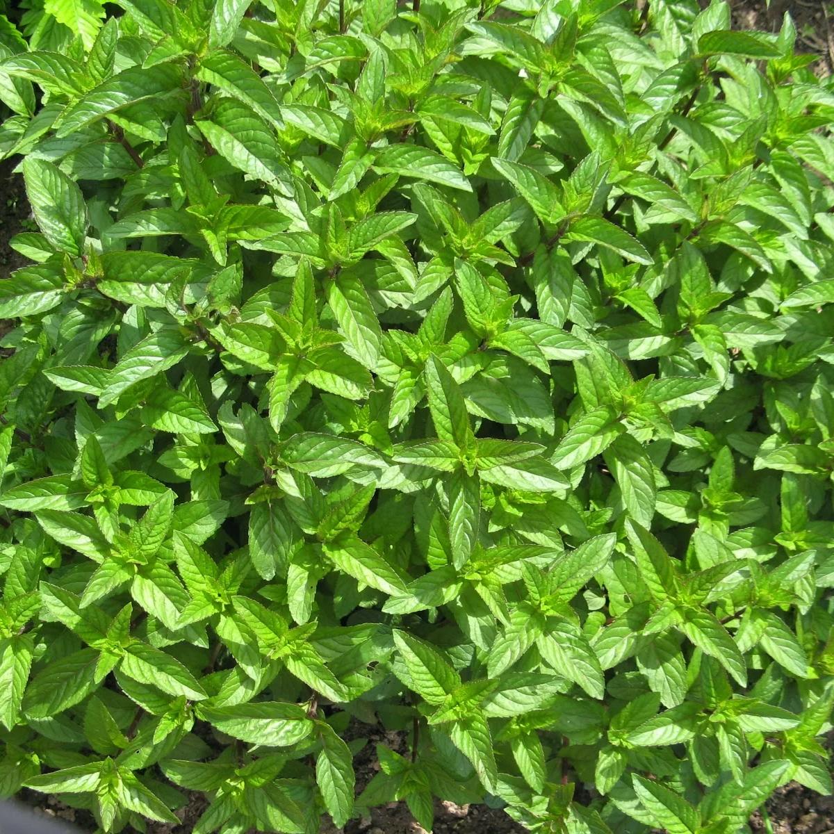 

Рассада мята Nigra Все сорта УТ-00004775 1 уп.