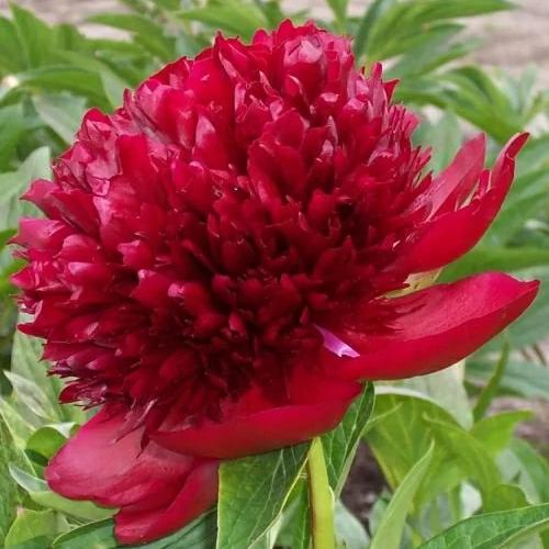 

Саженцы пион Все сорта Red Magic C2 1 шт.