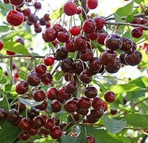 Вишня Обыкновенная Фото