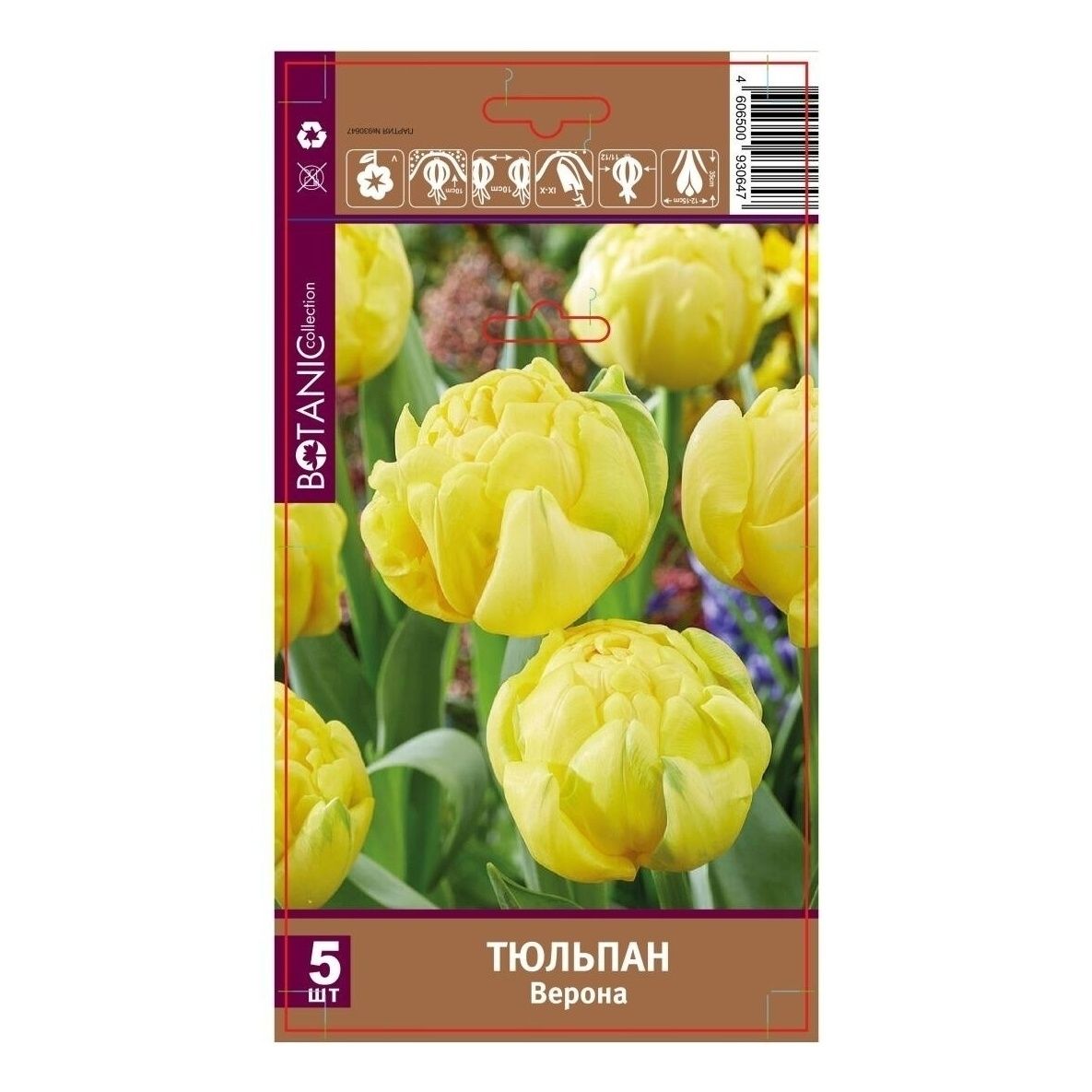 Семена Тюльпан Верона 5 11/12 Botanic Collection