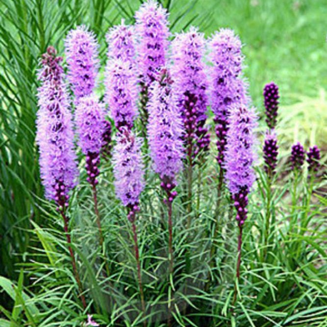 

Саженцы лиатрис Все сорта Violet C1 1 шт.