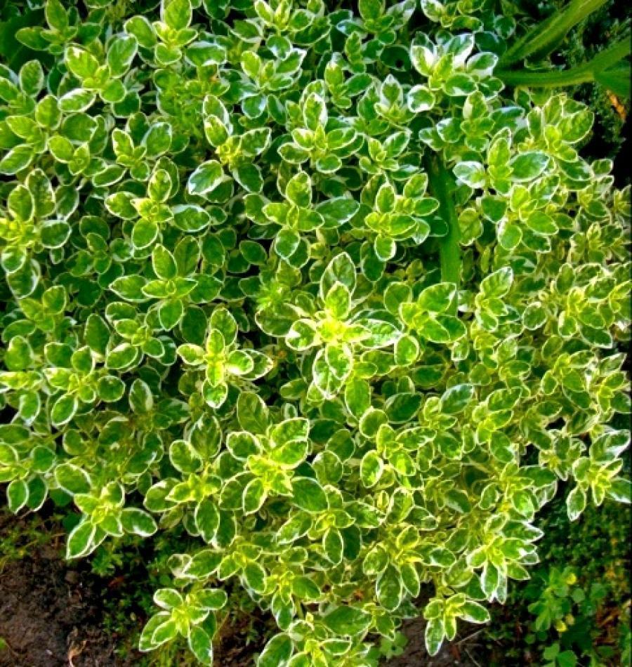 

Саженцы душица Все сорта Variegata C1 1 шт.