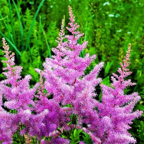 

Саженцы астильба Все сорта Amethyst C1 1 шт.