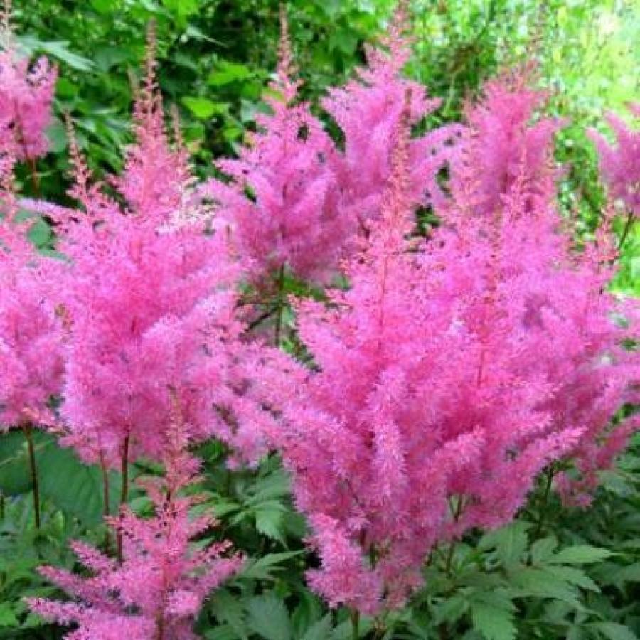 

Саженцы астильба Все сорта Gloria Purpurea C1 1 шт.