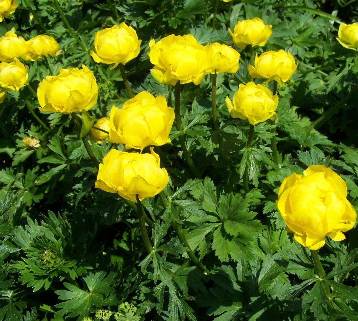 

Саженцы купальница Lemon Supreme Все сорта